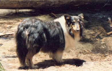 Photo of dog